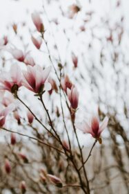 Some pink flowers